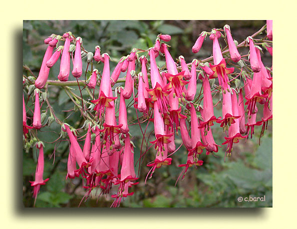Phygelius capensis, Fuchsia du Cap