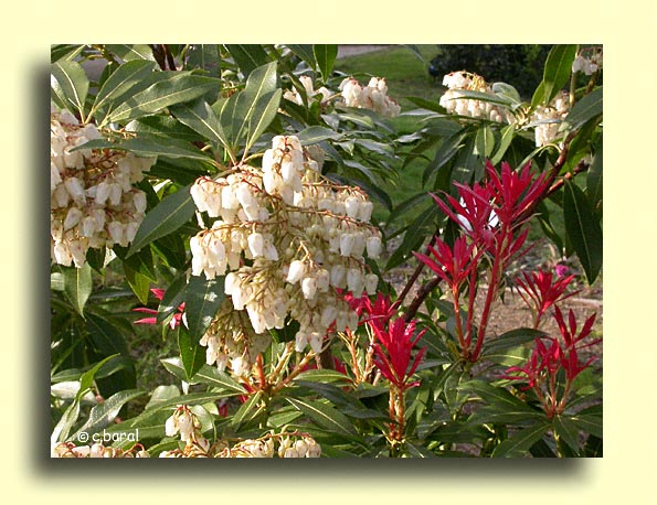 Andromède, Pieris