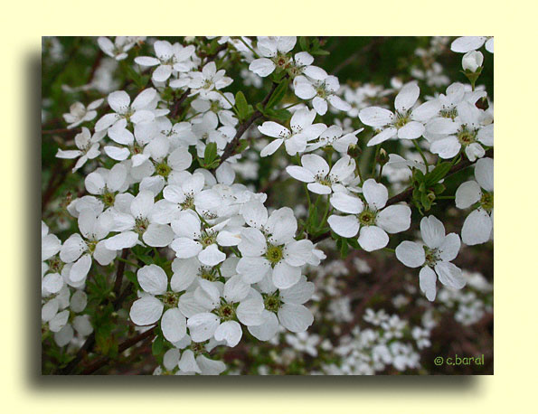 Spirée de Thunberg, Spiraea thunbergii