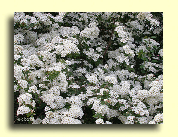 Spirée VanHoutte, Spiraea x vanhouttei