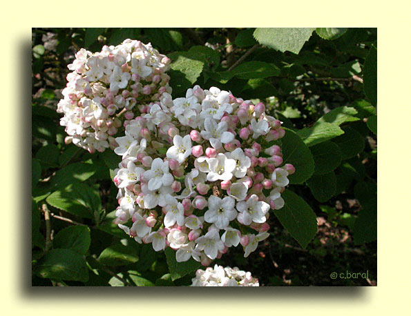 Viburnum x carlcephalum