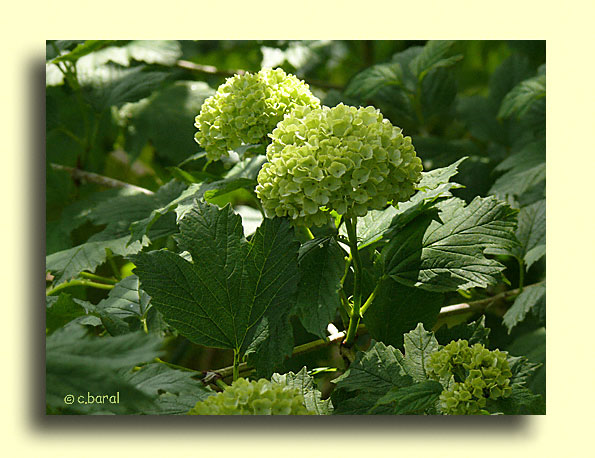 Viburnum opulus 'Sterile', Viorne Boule de neige
