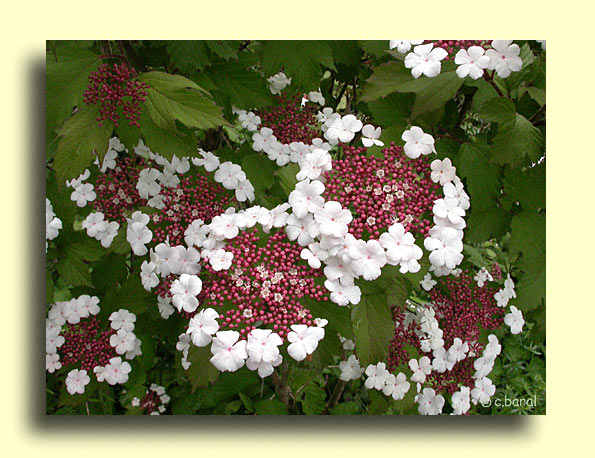 Viburnum sargentii 'Onondaga'