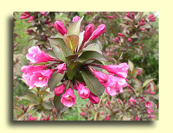 Weigela florida 'Victoria'