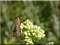 Mouche-scorpion, Panorpe, Panorpa germanica