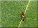 Graphopsocus cruciatus, Psoque, Poux des arbres
