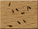 Limothrips