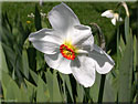 Narcisse des poètes, Narcissus poeticus