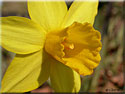Narcisse 'Tête à tête'