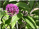 Allium 'Purple Sensation'