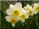 Narcisse 'Minnow'