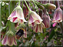 Nectaroscordum bulgaricum
