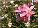 Schizostylis coccinea, Lis des Cafres