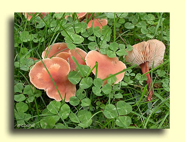 Collybia fusipes, Collybie à pied en fuseau