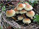 Hypholome en touffes, Hypholoma fasciculare