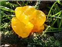 Trémelle mésentérique, Tremella mesenterica