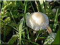Mycène jaune pâle, Mycena flavoalba