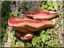 Langue de boeuf, Fistulina-hepatica