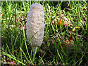 Coprin chevelu, Coprinus comatus