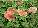 Collybie à pied en fuseau, Collybia fusipes