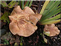 Leucopaxillus (Tricolor ?), Leucopaxille