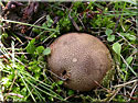 Scleroderma verrucosum, Scléroderme verruqueux