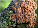 Cerocorticium molare, Corticie dente