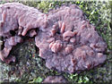 Peniophora quercina, Corticie du Chne