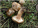 Paxillus involutus, Paxille enroul&eacute;