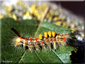Chenille de l'Etoilée, Orgya antiqua
