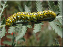 Chenille de Cucullia tanaceti, la Cucullie de la Tanaisie