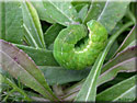 Chenille de Méticuleuse, Phlogophora meticulosa