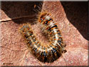Chenille de Bombyx du chêne, Lasiocampa quercus