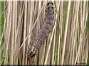 Chenille de Noctuelle typique, Naenia typica