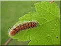 Chenille d'Ecaille chinée, Euplagia quadripunctaria