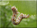 Chenille de l'Hibernie défeuillante, Erannis defoliaria