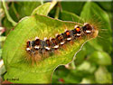 Chenille Cul brun, Euproctis chrysorrhoea