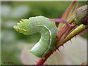 Chenille de la Pyramide, Amphipyra pyramidea