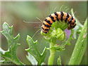 Chenille de l'Ecaille du Séneçon, Tyria jacobaeae