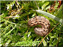 Chenille de Trimaculée, Xestia xanthographa