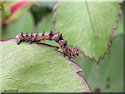 Chenille de Phalène velue, Phigalia pilosaria