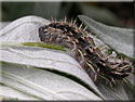 Chenille de Belle-dame, Vanessa cardui