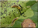 Chenille de Camerariaohridella, Mineuse du marronnier