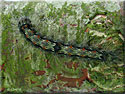 Chenille de Lithosia quadra, la Lithosie quadrille