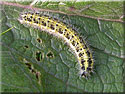 Chenille de Pieris brassicae, la Piride du chou