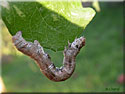 Chenille de Boarmie crépusculaire, Ectropis crepuscularia