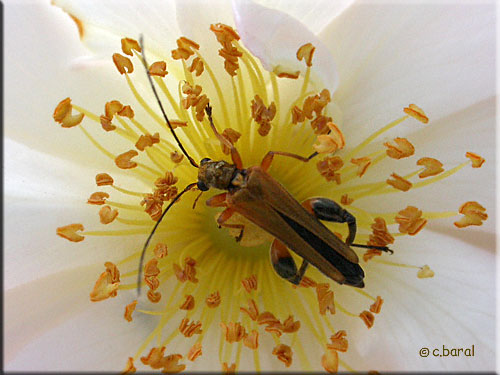 Oedemère ochracé, Oedemera podagrariae