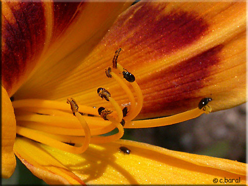 Méligèthe, Meligethes sp Méligèthe, Meligethes sp