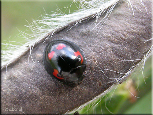 Exochomus quadripustulatus, Coccinelles à virgules Exochomus quadripustulatus, Coccinelles à virgules