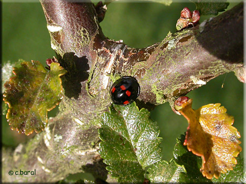 Coccinelles à virgules, Brumus quadripustulatus Coccinelles à virgules, Brumus quadripustulatus